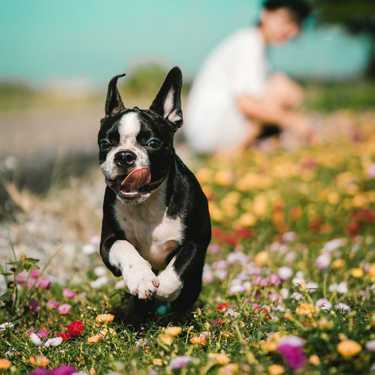 Want a happy dog?  Exercise its mind too