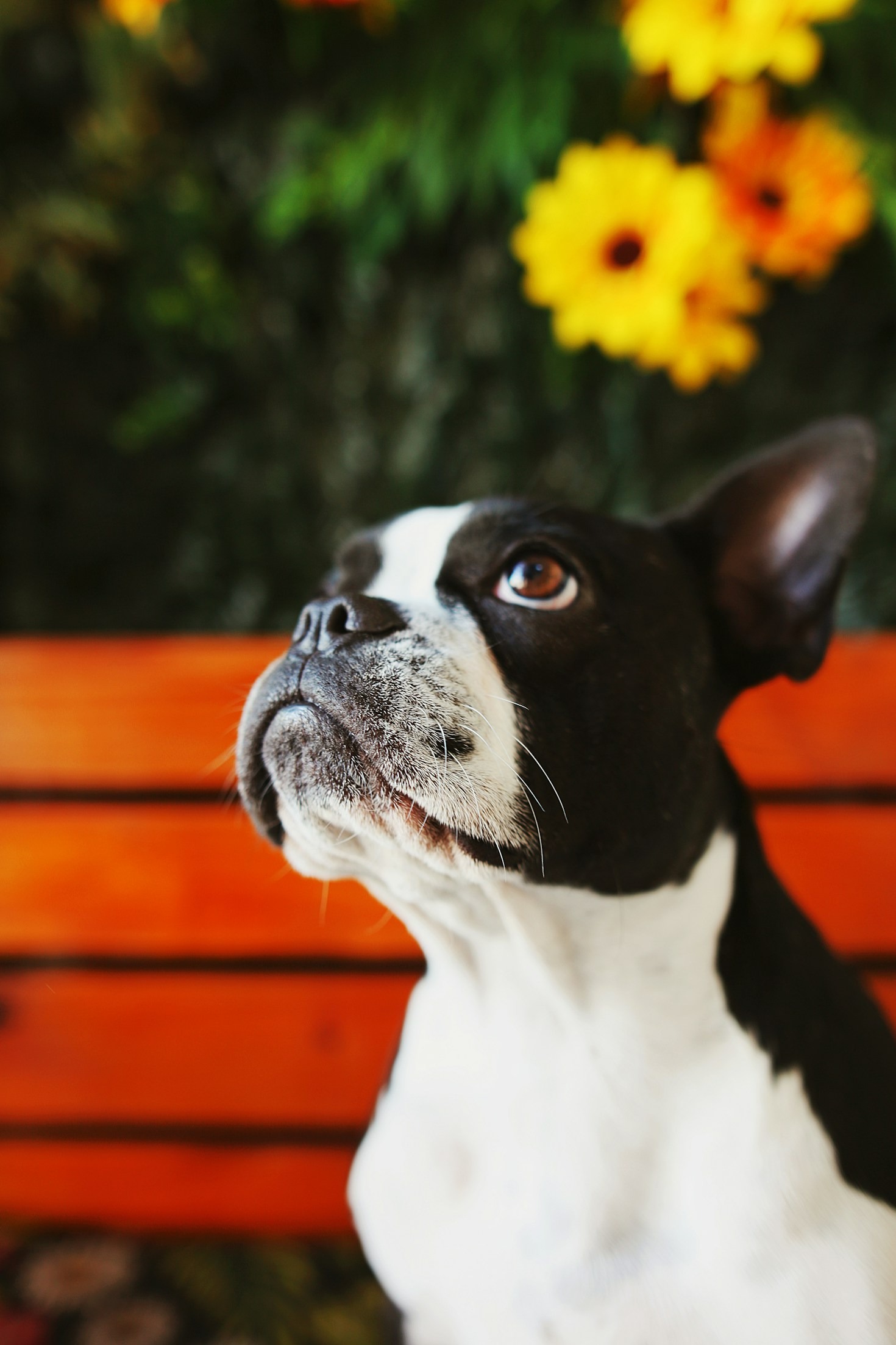 Top 10 Gifts for Boston Terrier Lovers