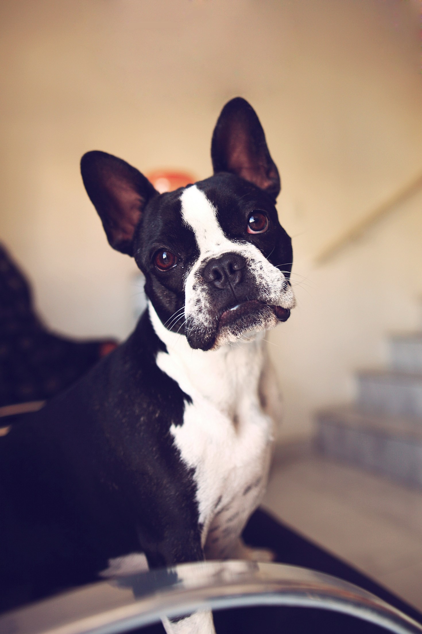 How Your Purchase Supports Boston Terrier Rescue
