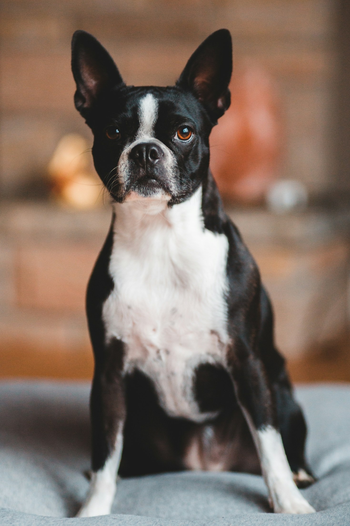 Stylish Apparel for Proud Boston Terrier Owners